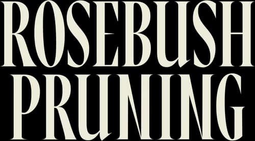 Rosebush Pruning